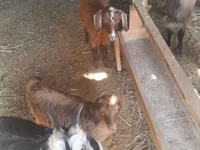 Cabra, Alpine goat — foto 5
