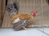 Chickens — الصورة 2
