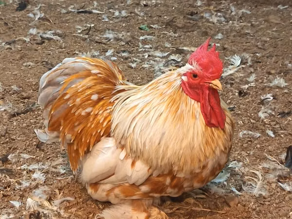 कोचीन
