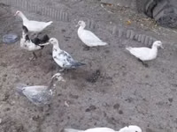 Ducks — photo 2