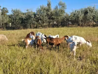 बकरी, Nubian Goat — फ़ोटो 3