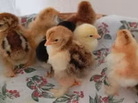 Chickens — Foto 6