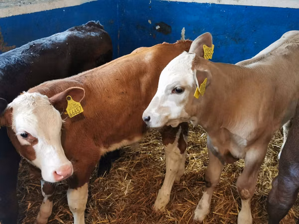 Bulle, Simmental cattle