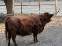 गाय, Highland — फ़ोटो 3