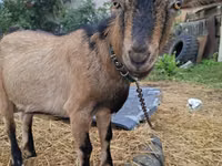 Goat, Alpine goat — photo 1