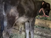 Bull, Alatau breed — photo 4