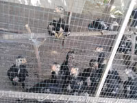 دجاج شمو — الصورة 2