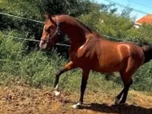घोड़ा, Arabian horse