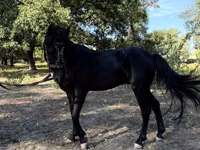 Horses (batch, sex not specified), American shetland pony — photo 8