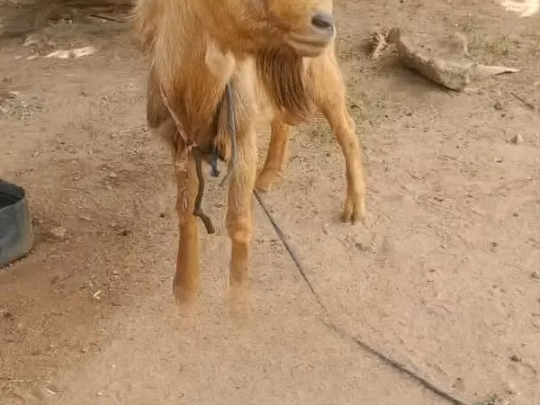 Козёл, Козлы