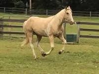 घोड़ा, Racking Horse — फ़ोटो 3