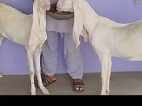 عنزة, Gulabi goats — الصورة 4