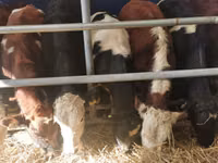 Toro, Simmental cattle — foto 8
