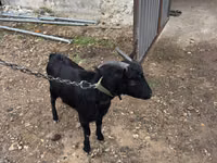 Ziegenbock, Murcia-Granada goats — Foto 2
