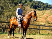 Horse (M), Tennessee Walking Horse — photo 2