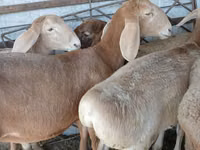 Ram, Arashan sheep — photo 3