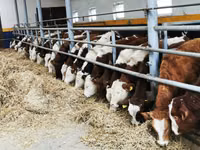 牛只（批次，未指定性别）, Simmental cattle — 照片 1