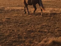 Horse (M), Altai horse — photo 1
