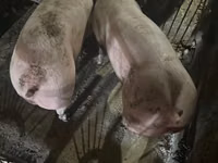 Boar, Pigs — photo 2