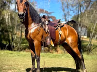 Horse (M), Tennessee Walking Horse — photo 1
