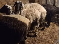 كبش, Qashqai sheep — الصورة 6
