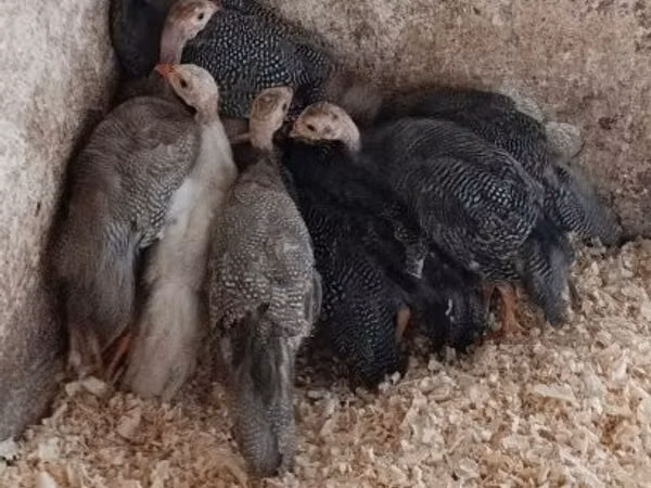 Guinea fowl