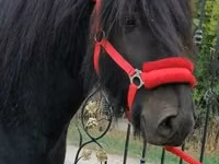 घोड़ा, Fell pony — फ़ोटो 1