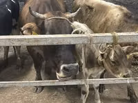 Cow, Ukrainian Brown Dairy Cattle — photo 2