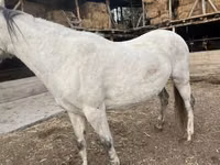 Mare, Tersk horse — photo 1