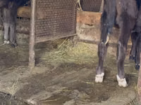 Bull, Alatau breed — photo 6