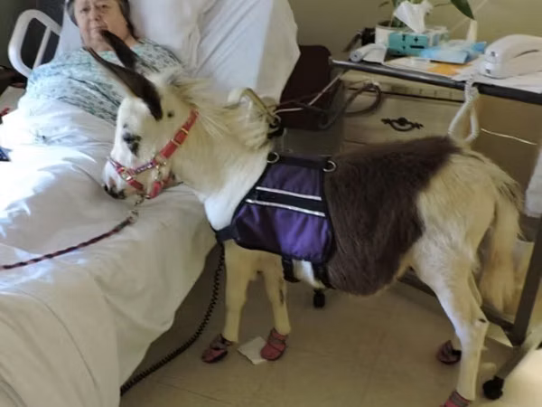 فرس, Miniature horse