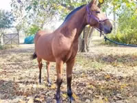 حصان, Nonius horse — الصورة 4