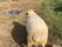 Widder, Hampshire sheep — Foto 4