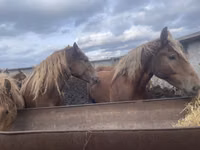 घोड़ी, Arabian horse — फ़ोटो 3