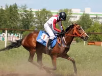Mare, Arabian horse — photo 3