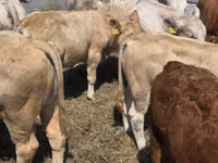 Toro, Vaca Limousin — foto 1