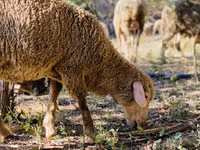 मेढ़ा, Merinoland sheep — फ़ोटो 7