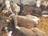 Rinder (Partie, Geschlecht nicht angegeben), Simmental cattle — Foto 4