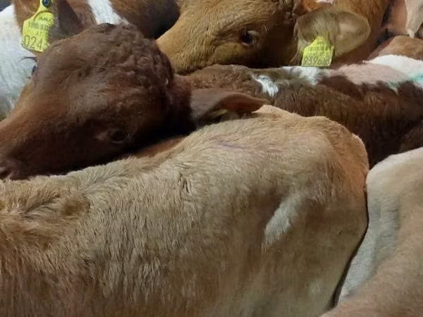 Bulle, Simmental cattle