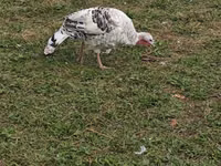 Blanca de pechuga ancha — foto 2