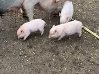 Schweine (Partie, Geschlecht nicht angegeben) — Foto 6
