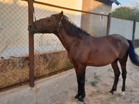 Horse (M), Karachay horse — photo 1