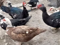 Ducks — Foto 4