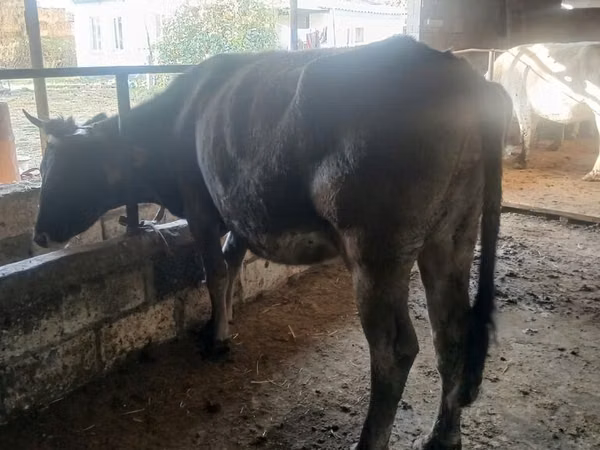 गाय, अलाताऊ नस्ल
