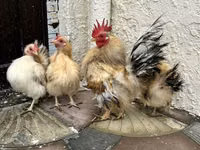 सेरामा — फ़ोटो 2