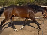 حصان, Hanoverian — الصورة 4