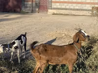 Cabra, Nubian Goat — foto 6