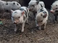 Eber, Schweine — Foto 3