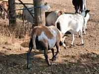 نعجة, Cameroon sheep — الصورة 4