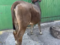 بقرة, Swiss cattle — الصورة 3